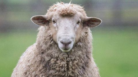 New Zealand Wool Carpet set for Council owned Facilities