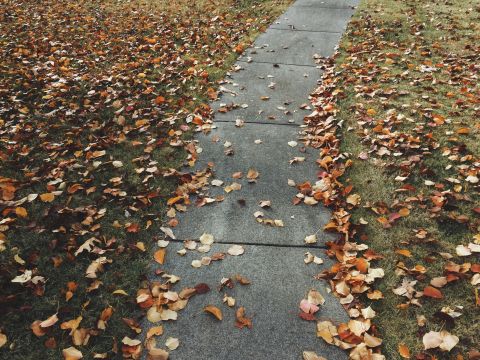 Changing Seasons: How We're Managing Fallen Leaves