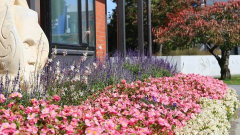 Spring Bedding Plant Giveaway