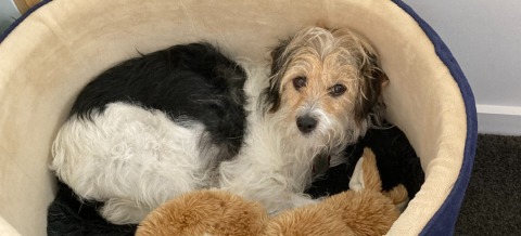 From beach wanderer to beloved pet