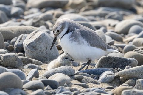Plea for 4WDers to keep off riverbeds