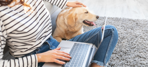 Dog owners urged to switch to email registration reminders