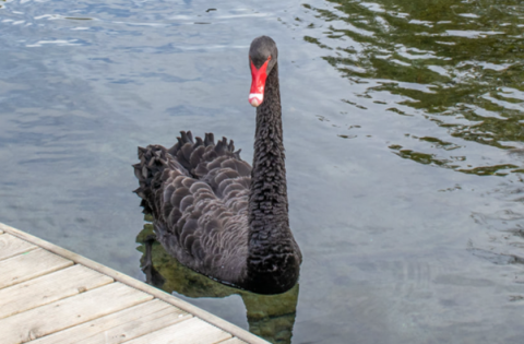 A Black Swan Rescue Mission
