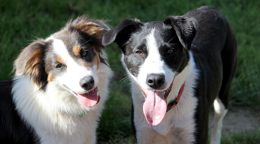 mel's dogs