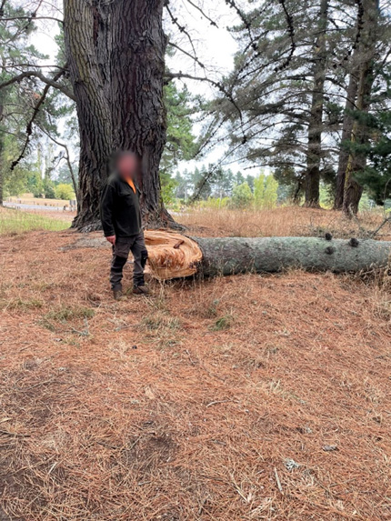 fallen branch at woodend beach