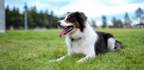 It's Time to Renew Your Dog Registration