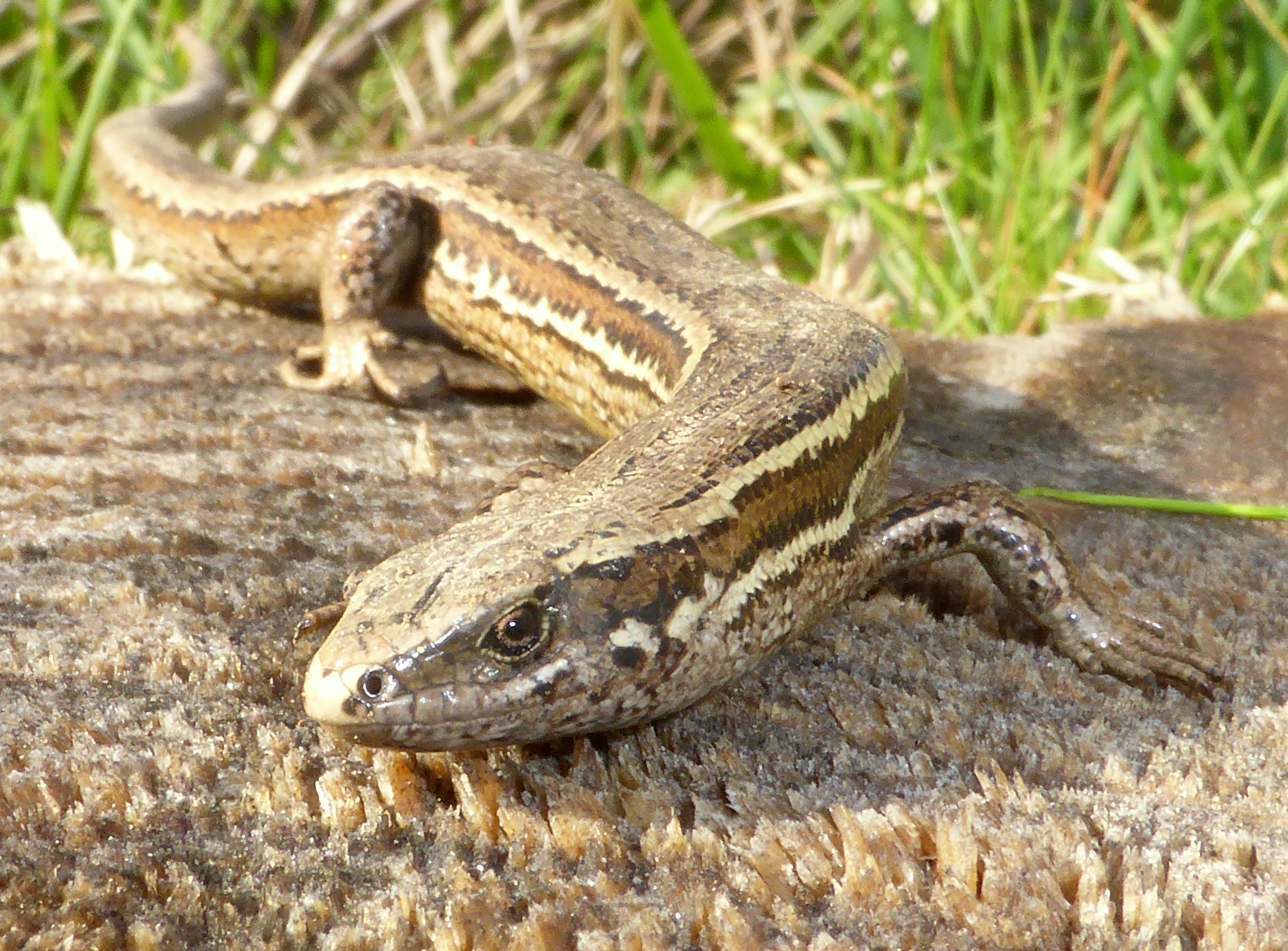 Think Like a Skink: Endangered Lizards to get a Fresh Start in Kaiapoi ...