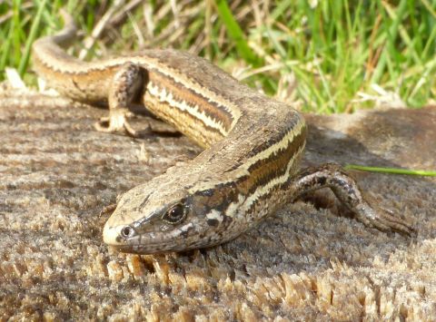 Think Like a Skink: Endangered Lizards to get a Fresh Start in Kaiapoi