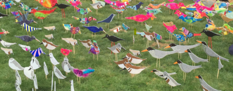 Join Us in Welcoming the Birds back to the Waimakariri District