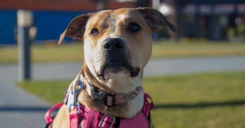 Rescue pup crowned Dog of the District